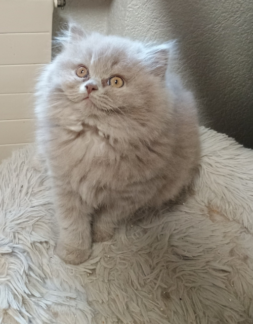 BLH Kitten Pigasso