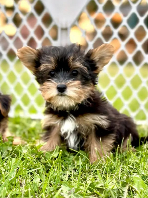 Yorkshire-Terrier-Welpen