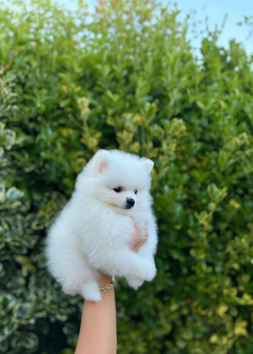 Zwergspitz-Pomeranian Welpen 