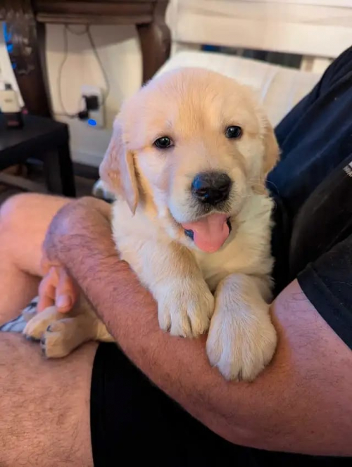 Golden Retriever Welpen
