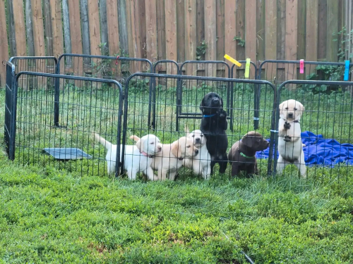 Labrador Retriever Welpen