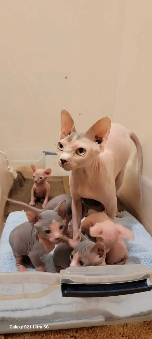 Sphynx-Kätzchen