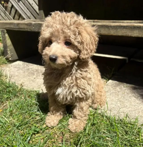 Maltipoo-Welpen