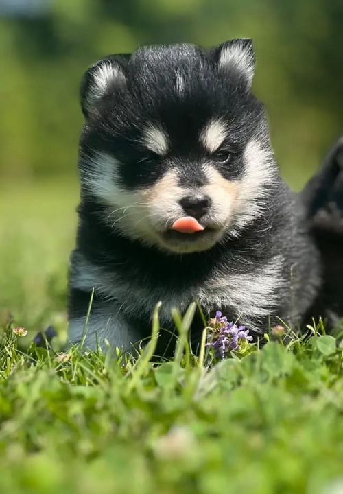 Pomsky-Welpen