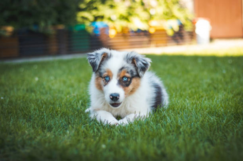 Australian Shepherd Welpen mit Papieren
