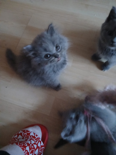 Manliich baby katzen Blh 