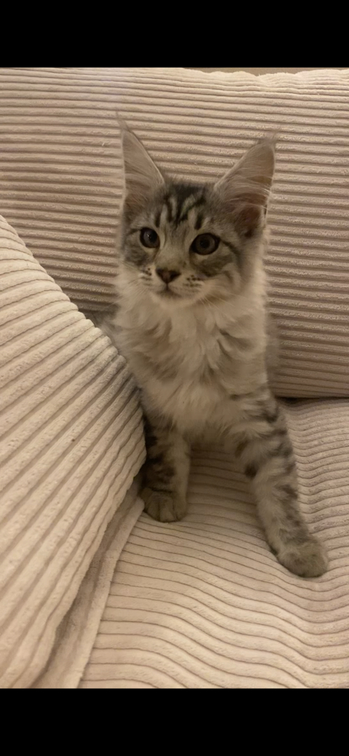 Maine Coon 