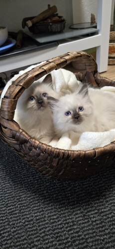 Heilige Birma Kitten