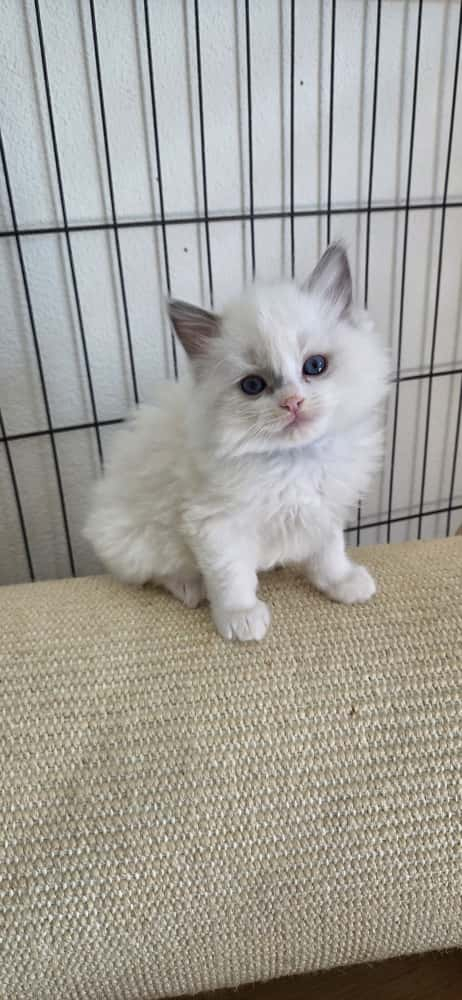 Ragdoll Kater – Blue Bicolour sucht sein Zuhause