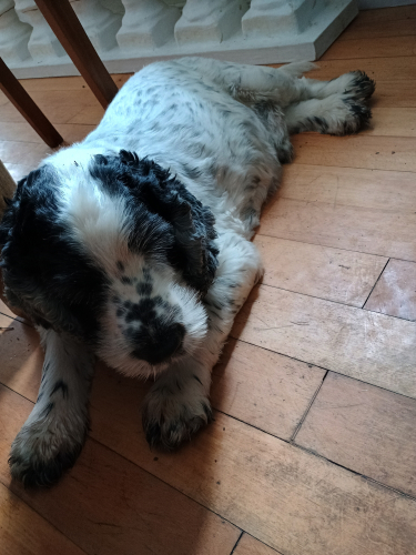Englisch Cocker Spaniel