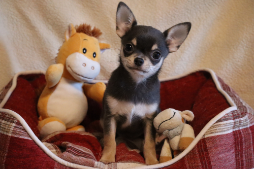 Chihuahua