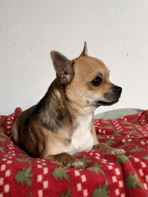 Chihuahua 
