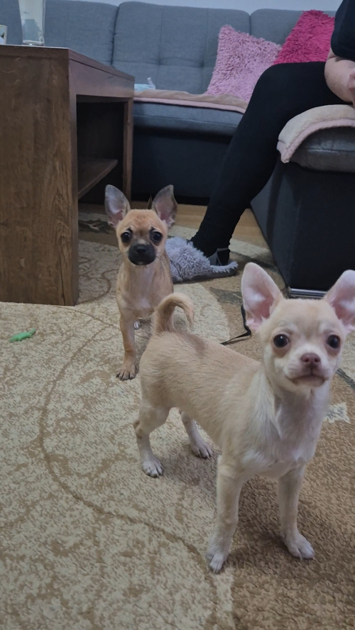 Chihuahua zwei welpen 