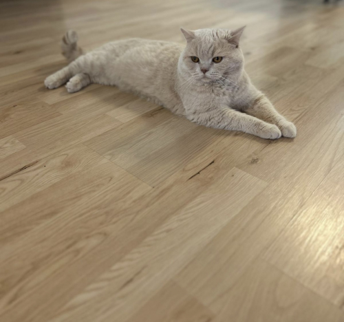 Reinrassiger BKH-Deckkater in seltener Creme-Farbe