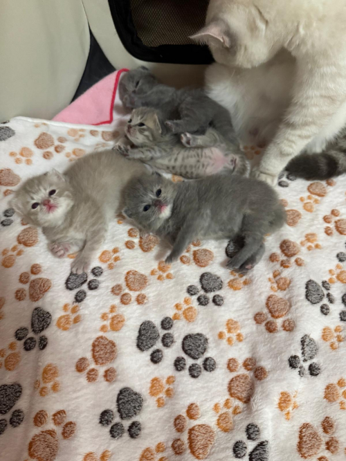 Reinrassiges BKH Kittens abzugeben