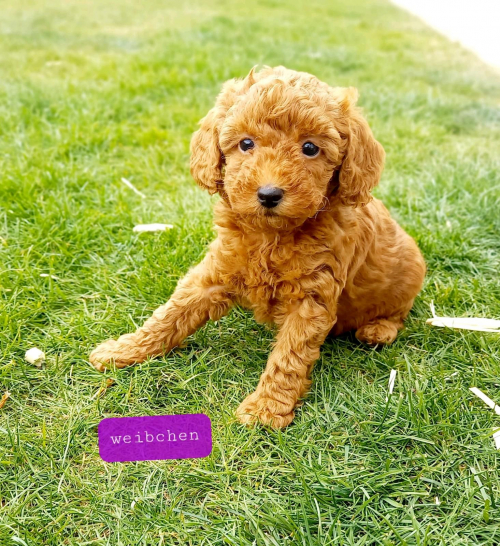 Zuckersüßer Toy und Zwerg Pudel-Welpen