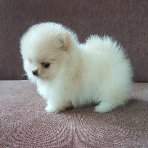 MINI-POMERANIAN ZWERGSPITZ BOOWELPEN