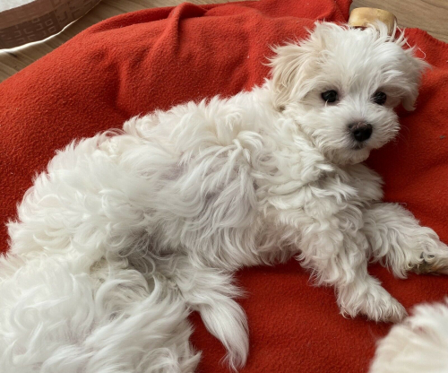 Malteser Welpen zu verkaufen