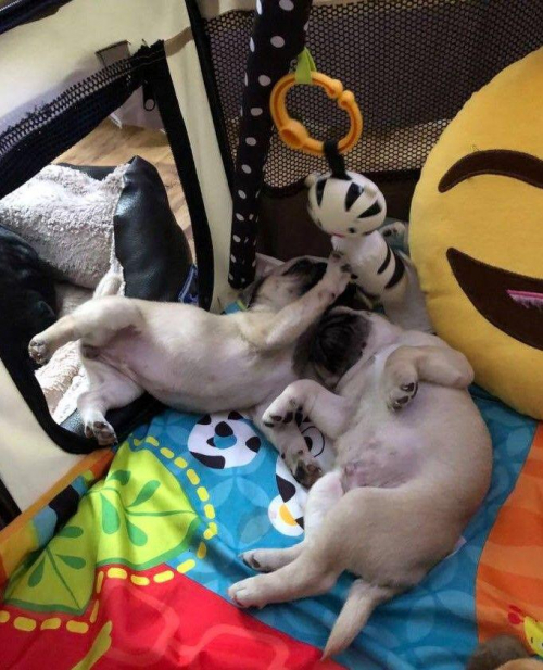 Mops (ein Mädchen und ein Junge)