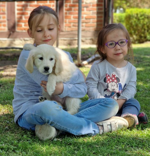 Golden Retriever Welpen zur Annahme