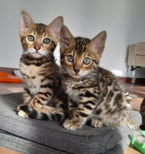 Bengalkätzchen zur Adoption 