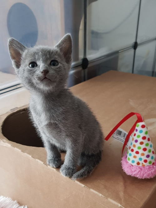 Zwei Russisch Blau Kätzchen zu verkaufen