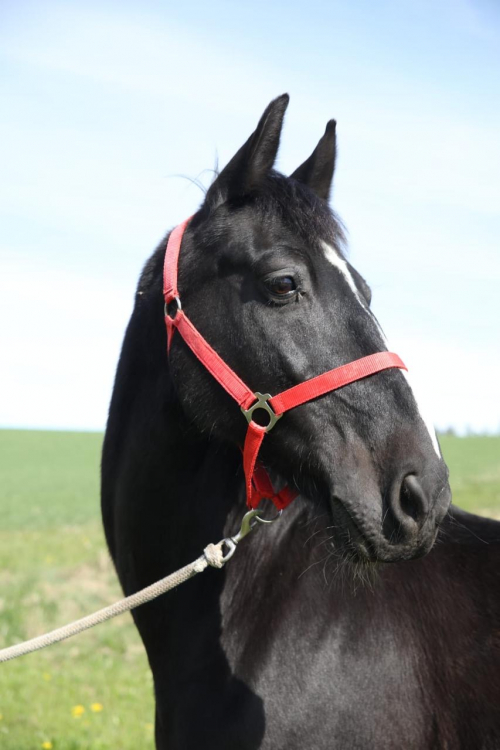 Liebevoller Wallach sucht neues Zuhause