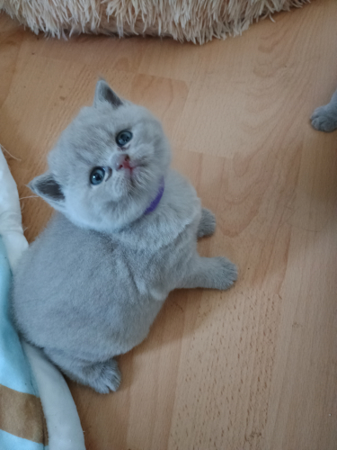 BKH/BLH Kitten
