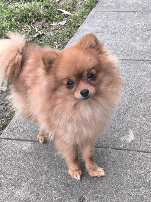 Mini Spitz Pomerania Jung Hündin 