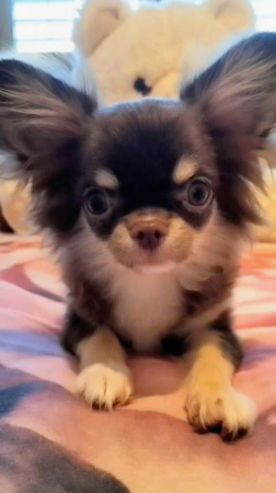 Chihuahuas mit Stammbaum