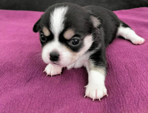 Chihuahua-Rüde mit Stammbaum