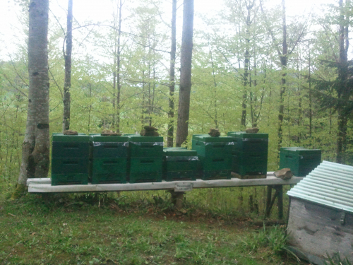 Bienenvölker in Frankenbeuten Zandermass .Imkerei