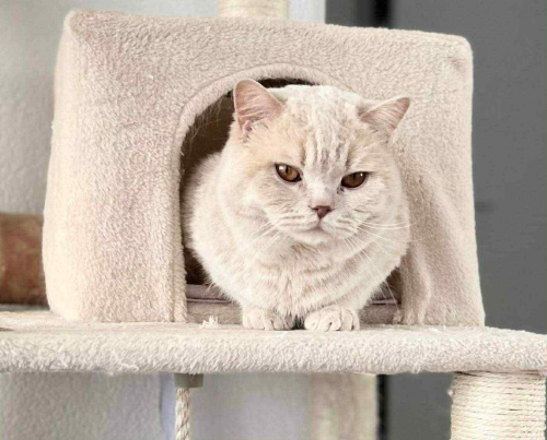 Reinrassiger BKH-Deckkater in seltener Creme-Farbe