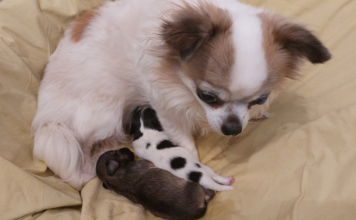 Niedliche Chihuahua Welpen