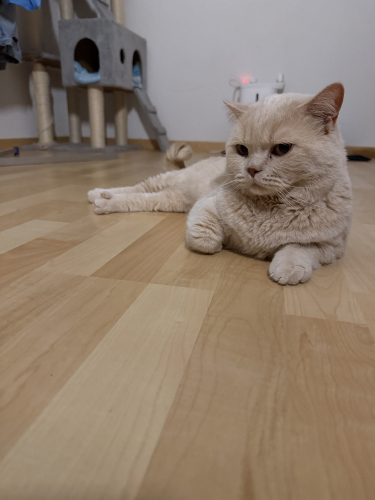 Reinrassiger BKH-Deckkater in seltener Creme-Farbe