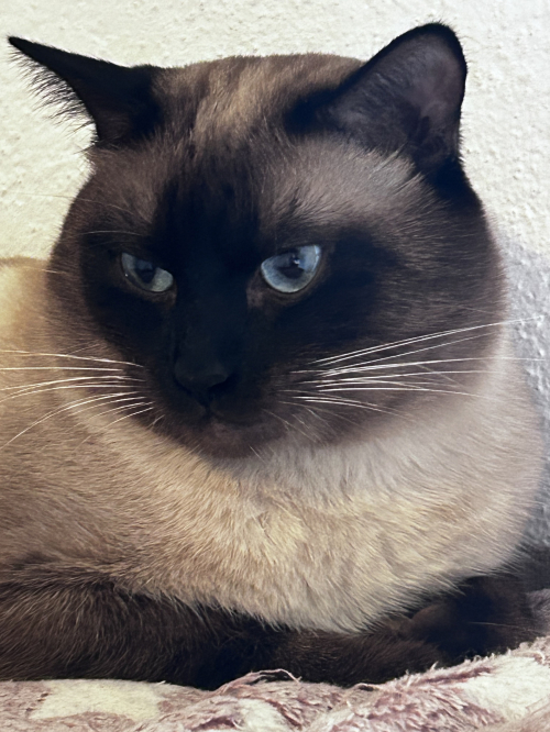 Deckkater Siam reinrassig 