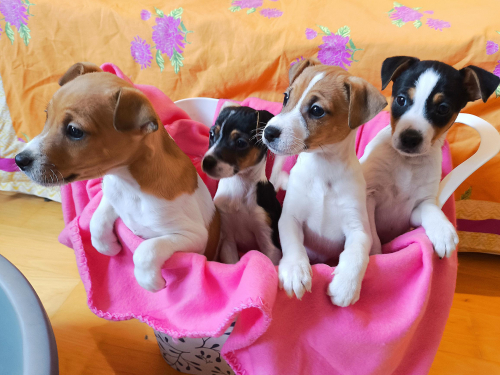 Wunderschöne Jack Russel Welpen aus CH-Zucht