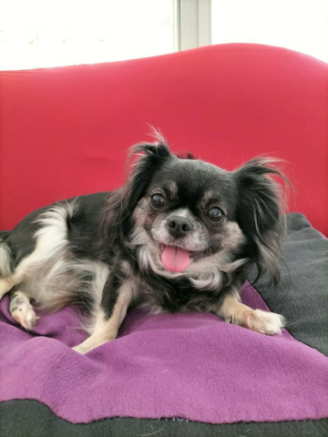 Zwei Chihuahuas suchen ein Zuhause