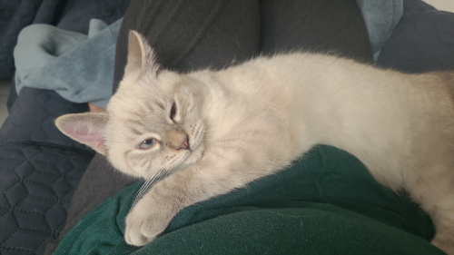 neva mascarade katzen babys