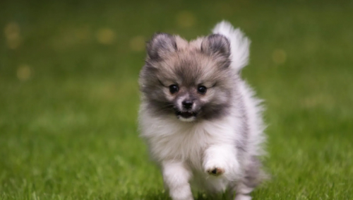 suche Zwergpudel / Zwergspitz  Rüde