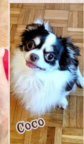 Chihuahua sucht ein neues Zuhause