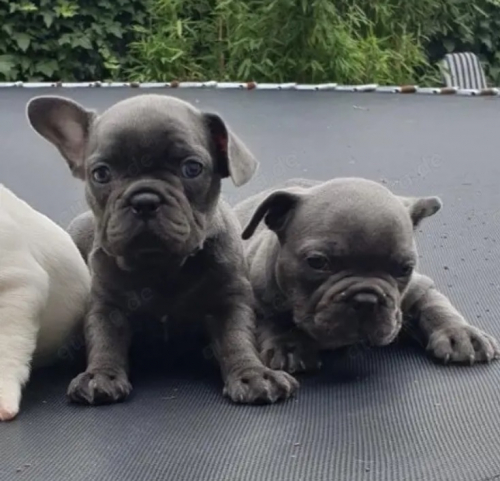Zuckersüße Französische Bulldoggen Welpen mit Ahnentafel 