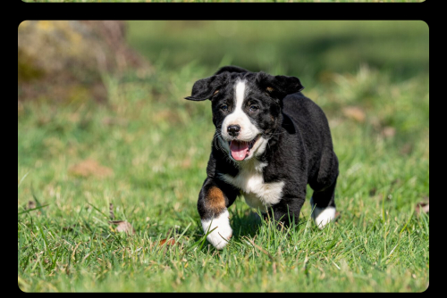 Junge Hunde Bordercollie x Bernersennen