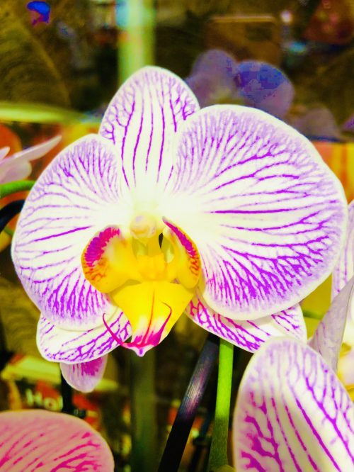 MASSAGE SCHÖN IN HORGEN