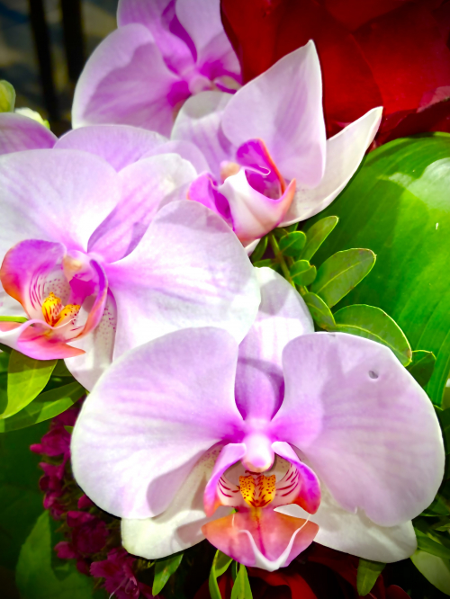 MASSAGE GLÜCK IN HORGEN 