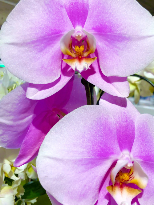 Erholung für Körper und Seele in Horgen 