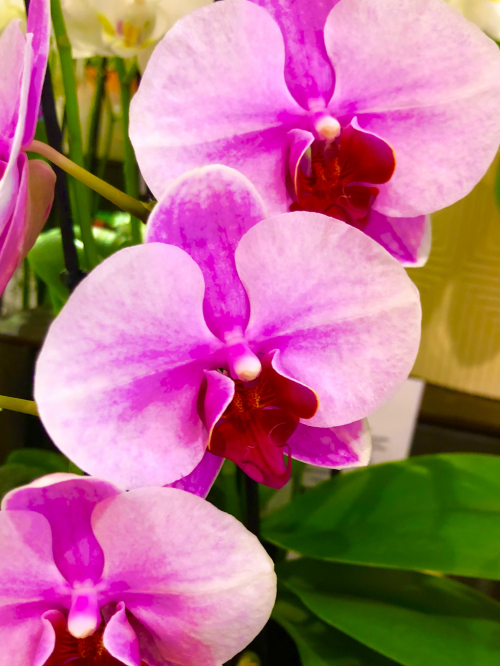 MASSAGE GLÜCK IN WINTERTHUR 