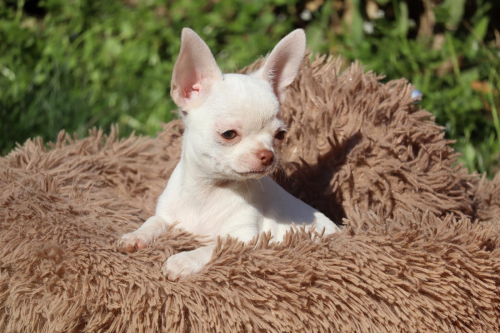 Chihuahua a pelo corto