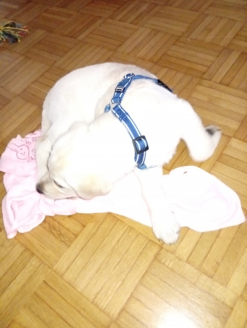 Labrador mal Goldenretriever