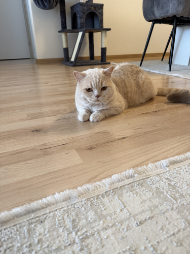 Reinrassiger BKH-Deckkater in seltener Creme-Farbe